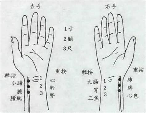 脈象圖|脈診:簡介,源遠流長,相關因素,臨床意義,脈象圖,脈學外傳,方法要領…